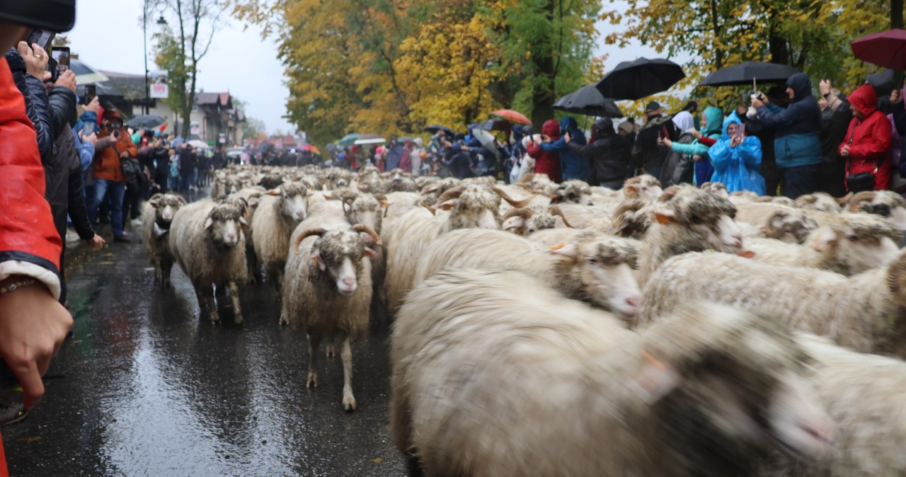 W Szczawnicy zaczął się Jesienny Redyk