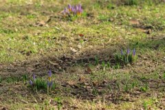 W Szczecinie już kwitną krokusy!