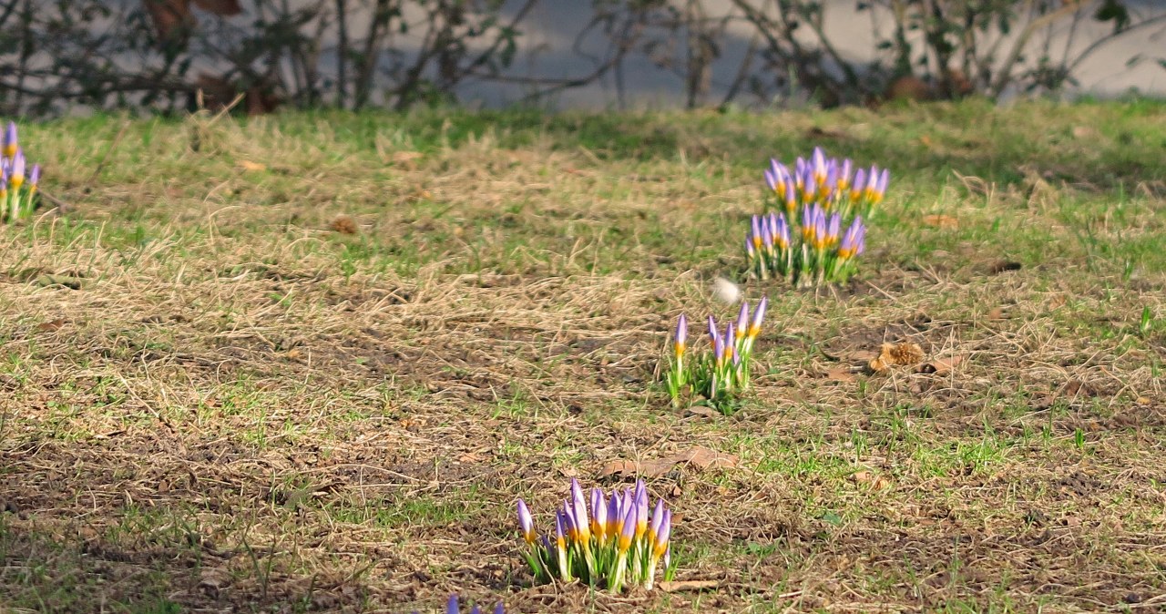 W Szczecinie już kwitną krokusy!