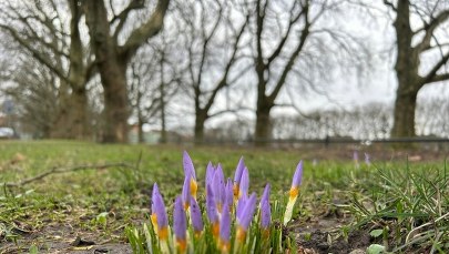 W Szczecinie już wiosna. Ma kolor fioletu