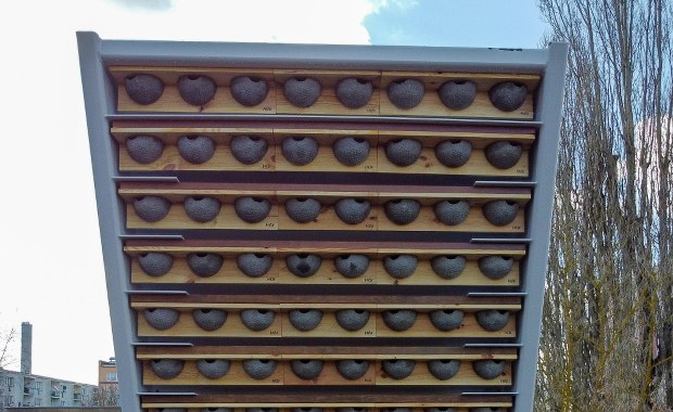 W Szczecinie trwa wabienie jaskółek