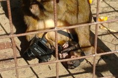 W Szczecinie urodziła się małpa