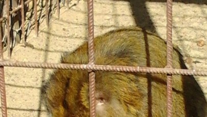 W Szczecinie urodziła się małpa