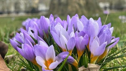 W Szczecinie widać wiosnę. Kwitną krokusy!