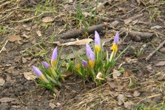 W Szczecinie zakwitły krokusy