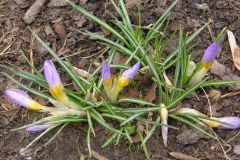 W Szczecinie zakwitły krokusy