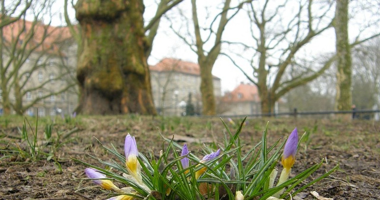 W Szczecinie zakwitły krokusy
