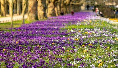 W Szczecinie zakwitły krokusy