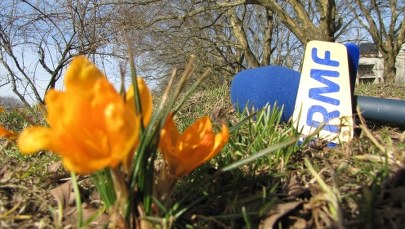 W Szczecinie zakwitły tysiące krokusów