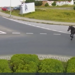 ​W Szczecinku koń hasał po ulicach. Policjanci złapali zwierzę