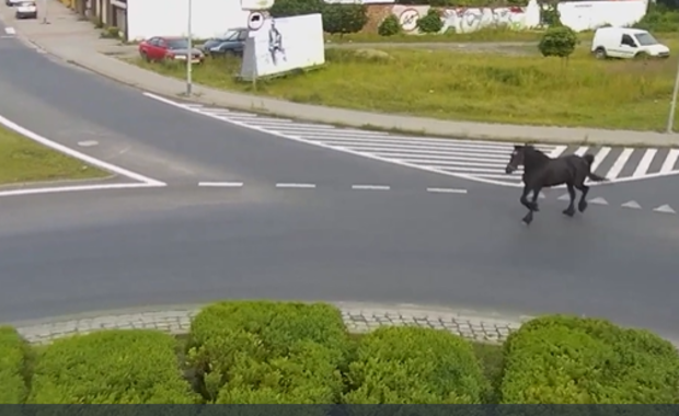 ​W Szczecinku koń hasał po ulicach. Policjanci złapali zwierzę