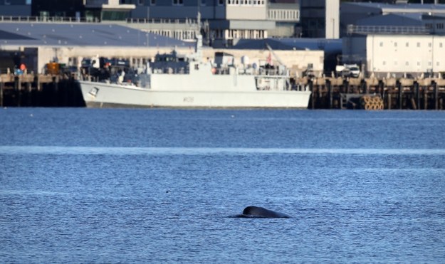 W Szkocji rozpoczyna się ewakuacja wielorybów z jednego z tamtejszych fiordów /Andrew Milligan    /PAP/EPA
