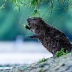reintrodukcja W Szwajcarii powstała specjalna infolinia. Można zapytać o bobry