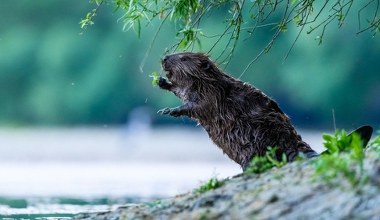 W Szwajcarii powstała specjalna infolinia. Można zapytać o bobry