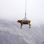 W Szwajcarii trwa sezon na "latające krowy"