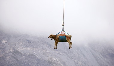 W Szwajcarii trwa sezon na "latające krowy"