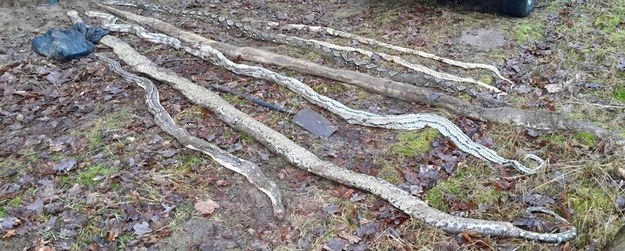 W Tarnowie Podgórnym znaleziono 8 martwych węży /KMP Poznań /