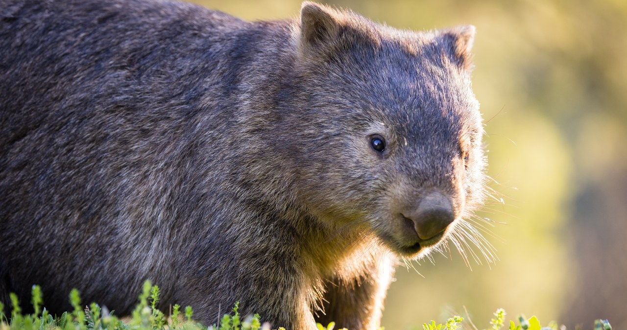 W Tasmanii można zostać towarzyszem pieszych wycieczek wombatów - torbaczy spokrewnionych z misiami Koala /123RF/PICSEL