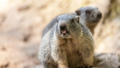 W Tatrach budzą się świstaki. Hibernowały przez ponad pół roku
