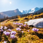 W Tatrach kwitną krokusy. Są kolejki przed wejściem na szlak