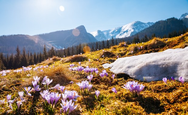 W Tatrach kwitną krokusy. Są kolejki przed wejściem na szlak