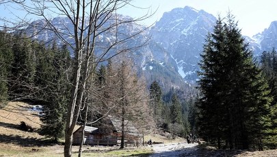 W Tatrach na szlakach dzikie zwierzęta zamiast turystów