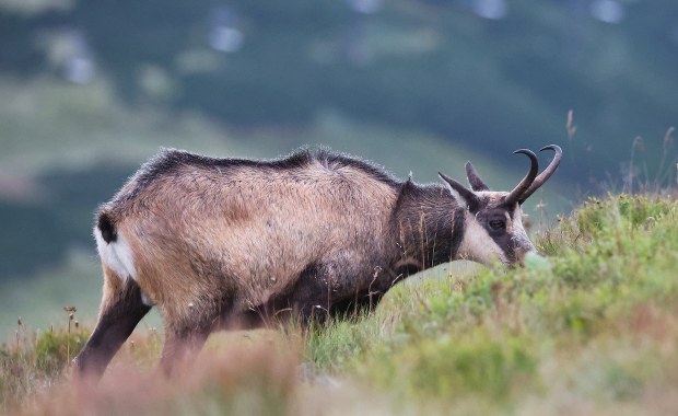 W Tatrach naliczono 793 kozice; po polskiej stronie 204