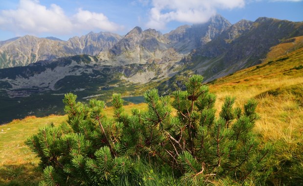 ​W Tatrach odkryto nowy dla nauki gatunek grzyba