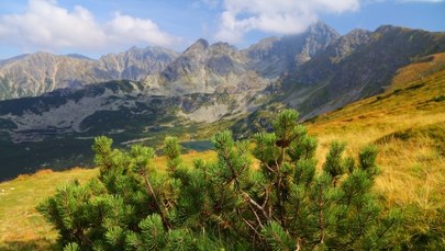 ​W Tatrach odkryto nowy dla nauki gatunek grzyba
