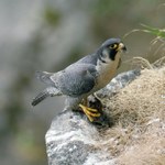 W Tatrach pojawił się najszybszy ptak na świecie. Zamknięto niektóre trasy