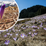 W Tatrach pojawił się pierwszy krokus. Fioletowe dywany co roku zdobią tatrzański krajobraz