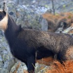 W Tatrach policzono zagrożone kozice. Ich liczba znacznie się zmieniła