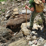 W Tatrach strażnicy znaleźli martwą niedźwiedzicę 
