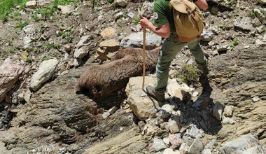 W Tatrach strażnicy znaleźli martwą niedźwiedzicę 