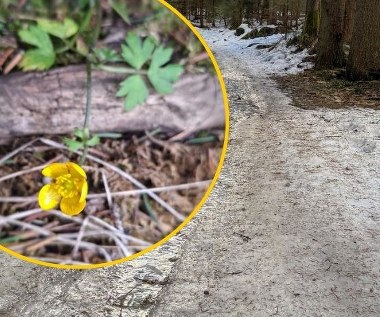 W Tatrach zakwitły pierwsze kwiaty. Zobacz niezwykłe zdjęcia