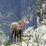 W Tatrach żyje ponad 900 kozic