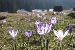 W Tatry zawitała już wiosna