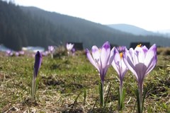 W Tatry zawitała już wiosna