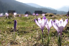 W Tatry zawitała już wiosna