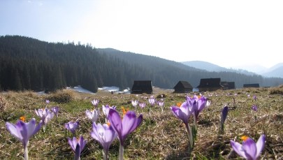 W Tatry zawitała już wiosna