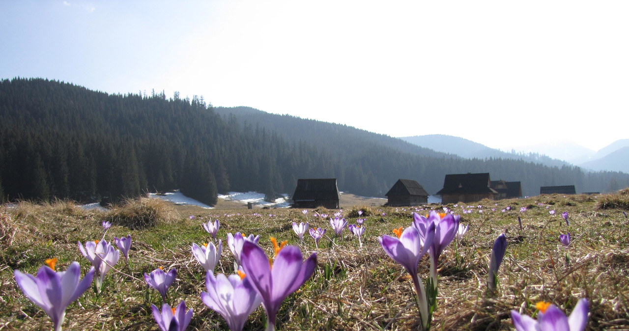 W Tatry zawitała już wiosna