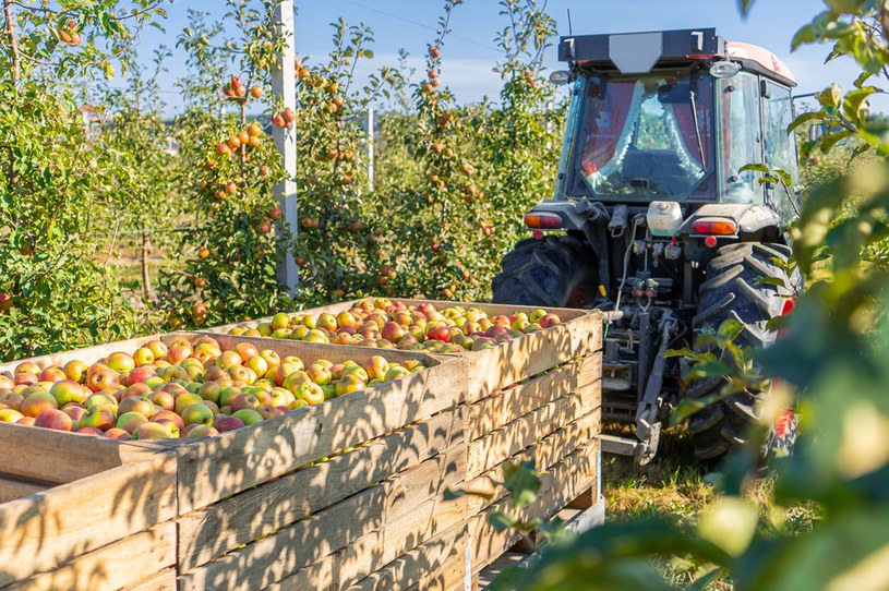 W tej chwili trudno prognozować, czy tegoroczny sezon jabłkowy będzie stracony nie tylko dla ukraińskich, ale i polskich producentów /123RF/PICSEL