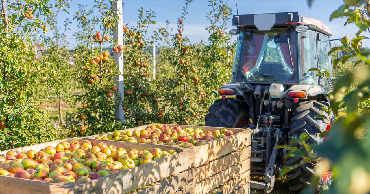 W tej chwili trudno prognozować, czy tegoroczny sezon jabłkowy będzie stracony nie tylko dla ukraińskich, ale i polskich producentów /123RF/PICSEL