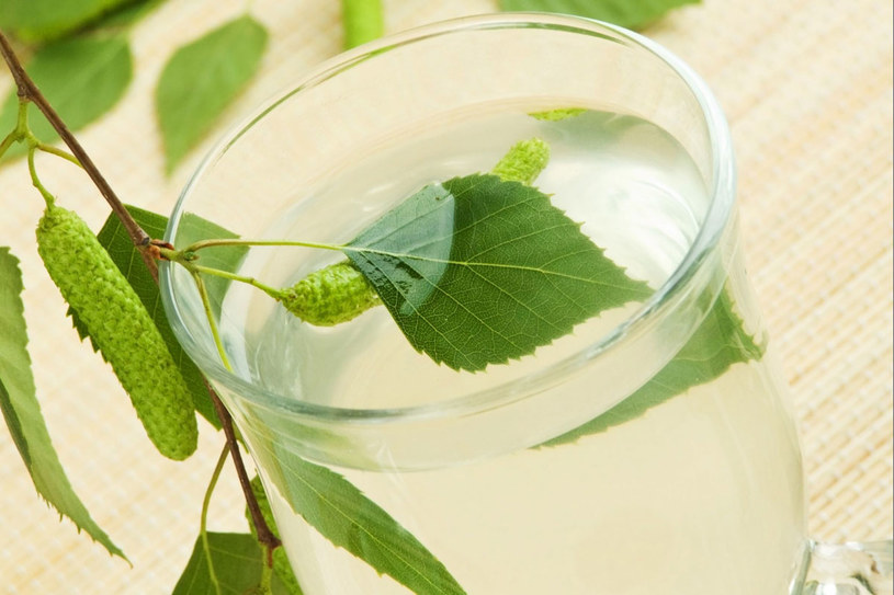 W terapii naturalnej używa się nie tylko soku z brzozy, ale także jej kory, korzeni i liści /123RF/PICSEL