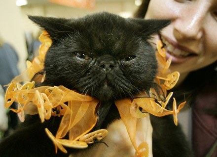 W to, że czarny kot przynosi nieszczęście, wierzą miliony Polaków... /AFP