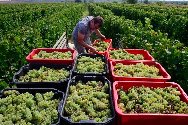 W tokajskich winnicach trwa winobranie /TAMAS KOVACS   /PAP/EPA