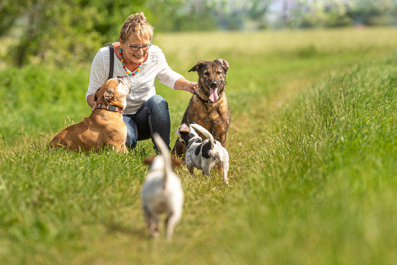 W trakcie szkolenia psów właściciel lub szkoleniowiec powinni stosować wyłącznie pozytywne metody nauczania. W kontakcie z psem wykluczamy krzyk i presję /123RF/PICSEL