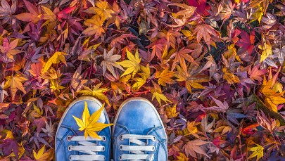 W trosce o rośliny i zwierzęta: Rybnik w tym roku nie grabi liści