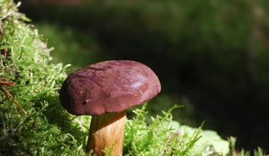 W tych miejscach znajdziesz najwięcej podgrzybków. Wrócisz do domu z pełnym koszem 