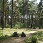 W tych polskich lasach można spotkać trufle. Ich cena zwala z nóg